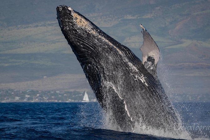 Custom Private Adventure - A private boat day from Lahaina