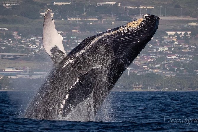 Custom Private Adventure - Whale watching in winter
