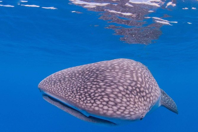 Custom Private Adventure - SCUBA for certified participants and beginners