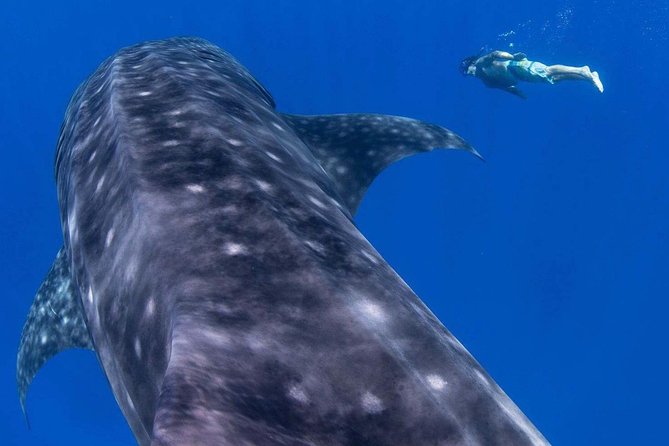 Custom Private Adventure - Snorkeling, swimming, and the big blue mat