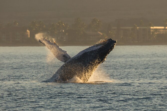 Deluxe Whale Watching Sail on Maui - Buffet lunch, smoked sliders, and two drinks