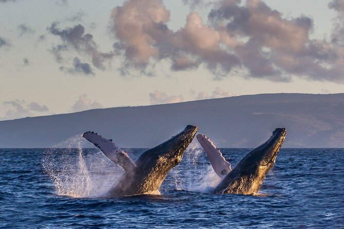 Deluxe Whale Watching Sail on Maui - How the $147.83 price works out