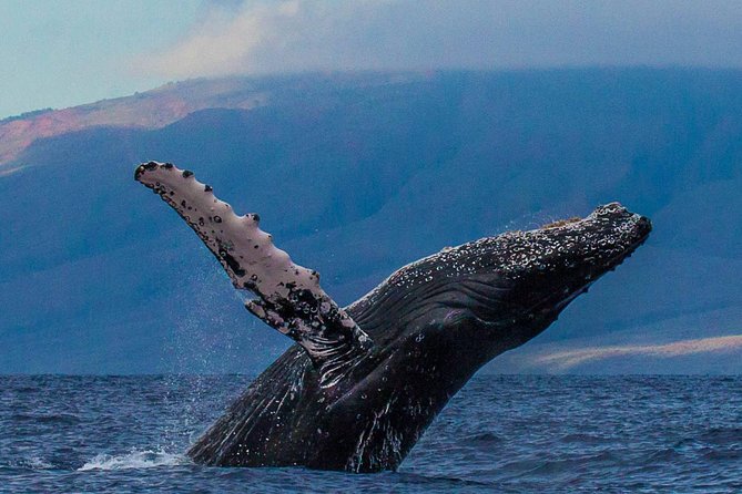 Deluxe Whale Watching Sail on Maui - Boarding at Maalaea Harbor and meeting Ocean Spirit