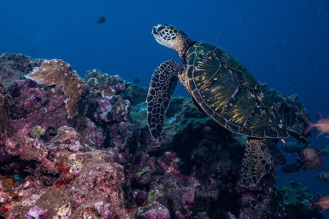 Discover Scuba Diving Class from Lahaina - The shore entry is the biggest practical consideration