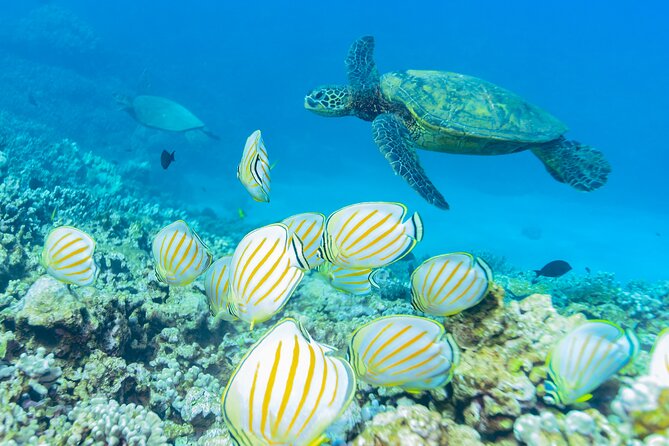Discover the Magic of Coral Garden’s Turtle Town - Maalaea Harbor - The snorkel lesson helps first-timers