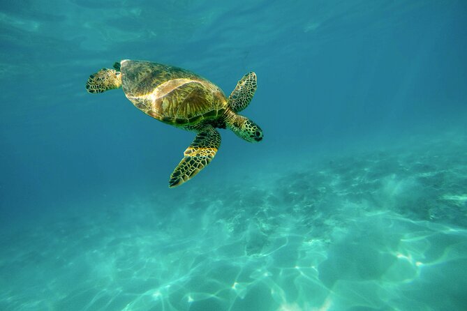 E-Scooter Snorkel With Photo and Video At Turtle Town - About an hour around Turtle Town
