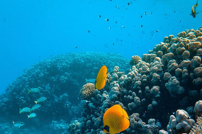E-Scooter Snorkel With Photo and Video At Turtle Town - Why the small group matters