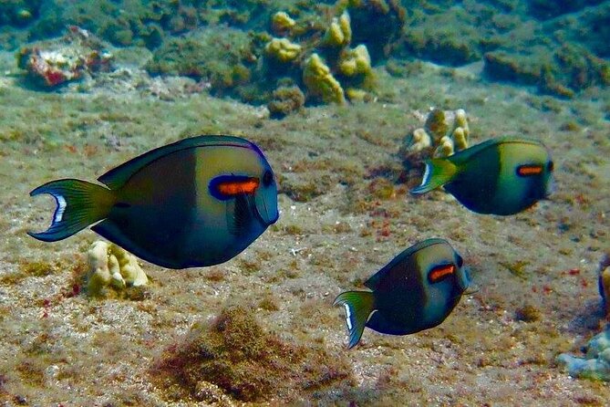 Eco Sea Scooter Beach Entry - Rent a GoPro Video tape Sea Turtles - Turtles, reef life, and the shared GoPro