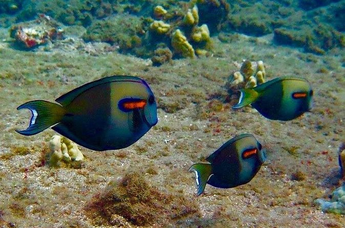 Eco Sea Scooter Beach Entry - Rent a GoPro Video tape Sea Turtles - What the $189 price really covers
