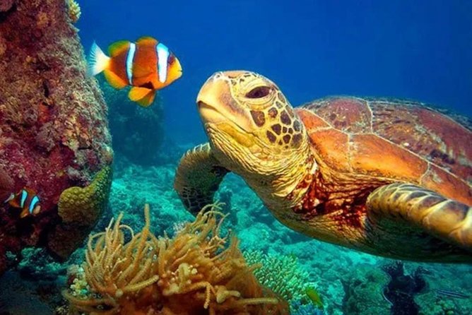 Eco Sea Scooter Guided Beach Tour From The Famous Kapalua Bay - What the three hours are really worth