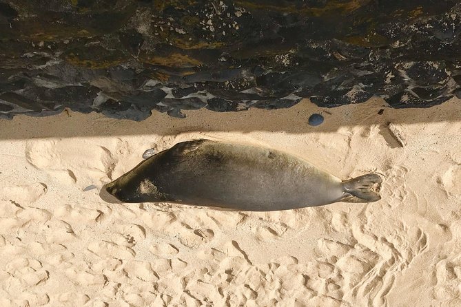 Elite Private Tour - Beaches, turtles, and time in the water