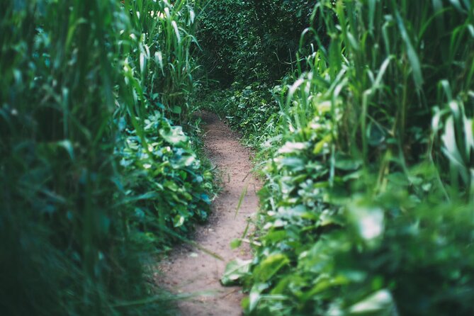Epic Waterfall Adventure, the Best of Maui - Through bamboo, mud, and tropical growth