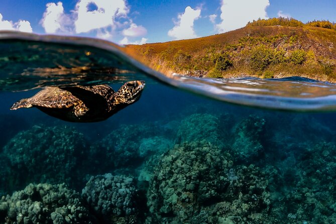 First Timers and Non-Swimmers Snorkeling Experience in Wailea - Key points before you book
