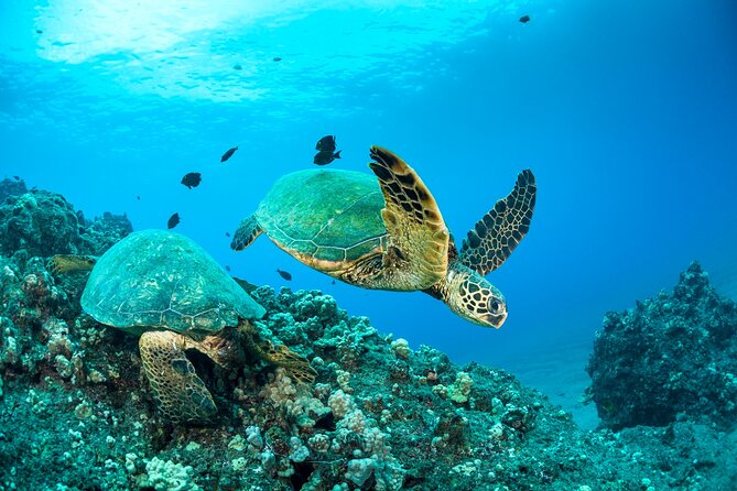 Four Winds Maui Afternoon Snorkel Tour to Coral Gardens - Gear That Makes Open Water Easier