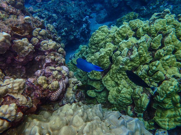 Four Winds Molokini Snorkeling Tour from Maalaea Harbor - Food and drinks after the water time