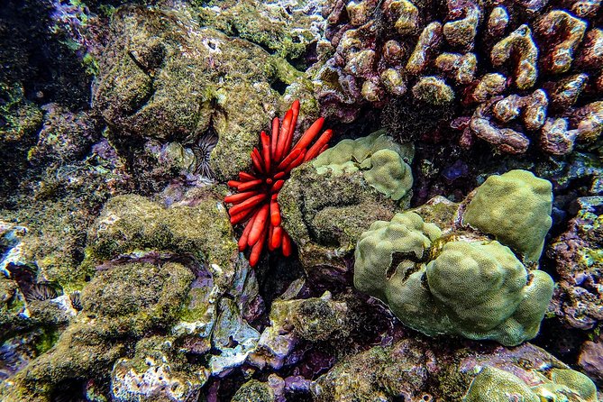 Four Winds Molokini Snorkeling Tour from Maalaea Harbor - What to pack for this Maui snorkeling trip
