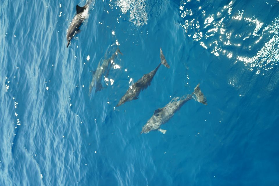From Ka'anapali: West Maui Half-Day Snorkel Tour w/ Food - What the crew adds to the experience