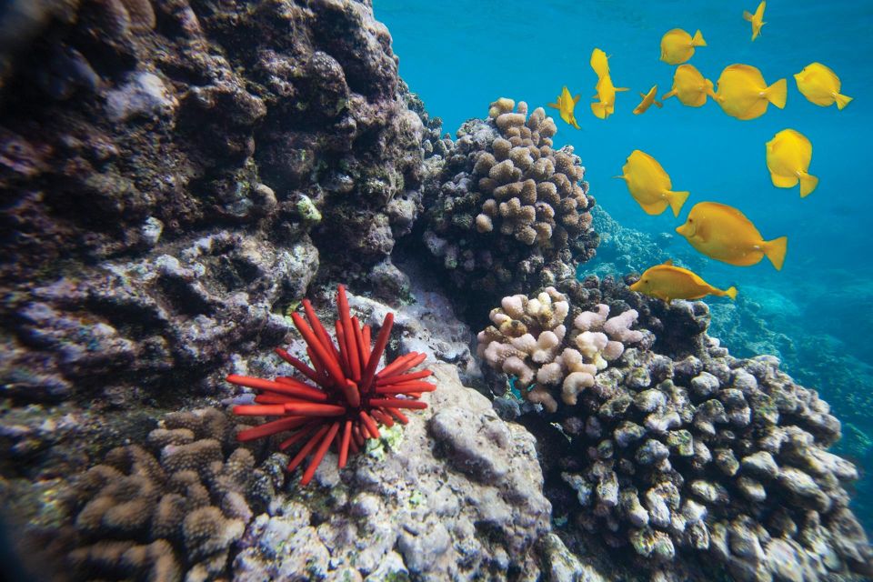 From Kihei: Molokini Crater and Turtle Town Snorkeling - Cruising south Maui aboard The Getaway