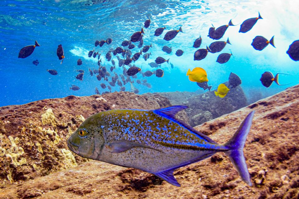 From Kihei: Molokini Crater and Turtle Town Snorkeling - Who should book this experience