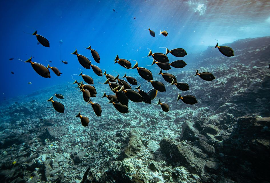 From Kihei: Molokini Crater and Turtle Town Snorkeling - Meeting The Getaway at Kihei Boat Ramp