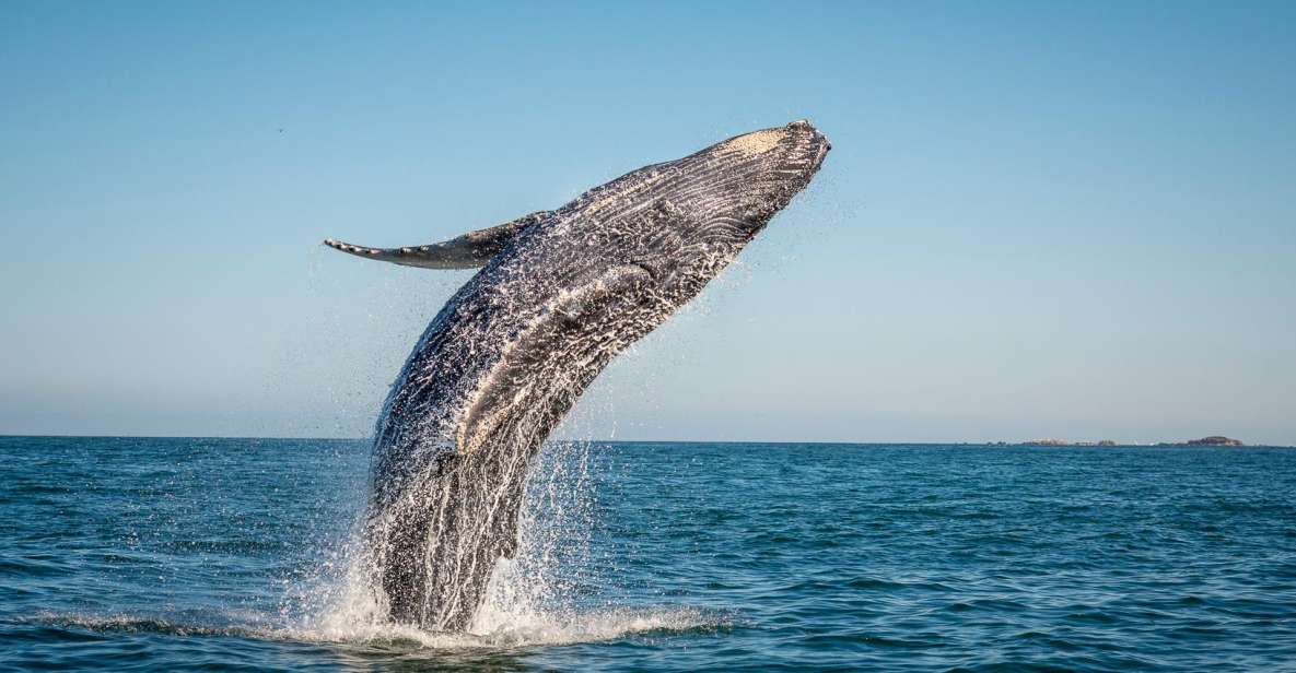From Ma'alaea: Afternoon Whale Watch Tour Aboard the Malolo - Starting at Maalaea Harbor