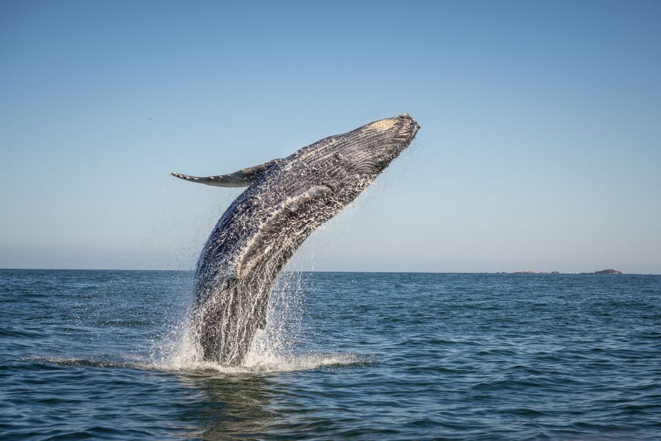 From Ma'alaea: Afternoon Whale Watch Tour Aboard the Malolo - A fast catamaran built for whale watching