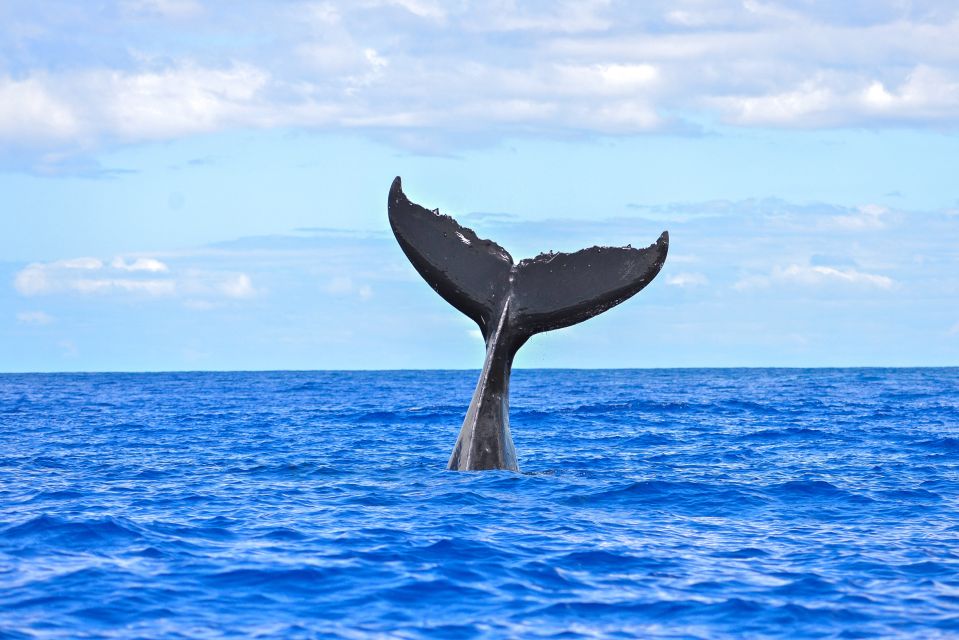 From Ma'alaea: Afternoon Whale Watch Tour Aboard the Malolo - What is included for $59
