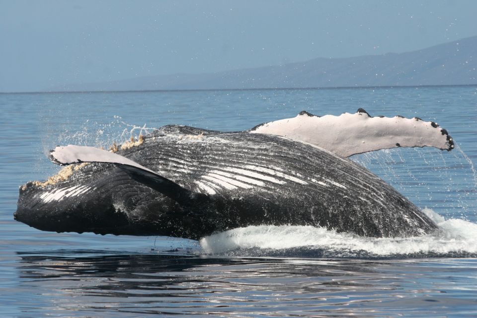 From Ma'alaea: Afternoon Whale Watch Tour Aboard the Malolo - Choosing the best season and preparing well
