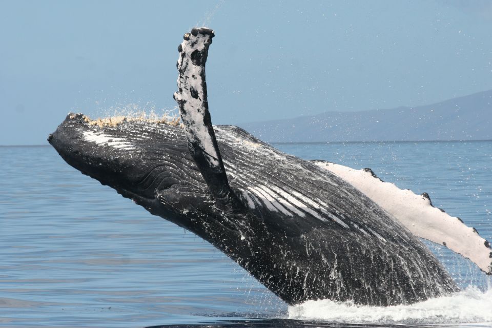 From Ma'alaea: Afternoon Whale Watch Tour Aboard the Malolo - Who will enjoy the Malolo most