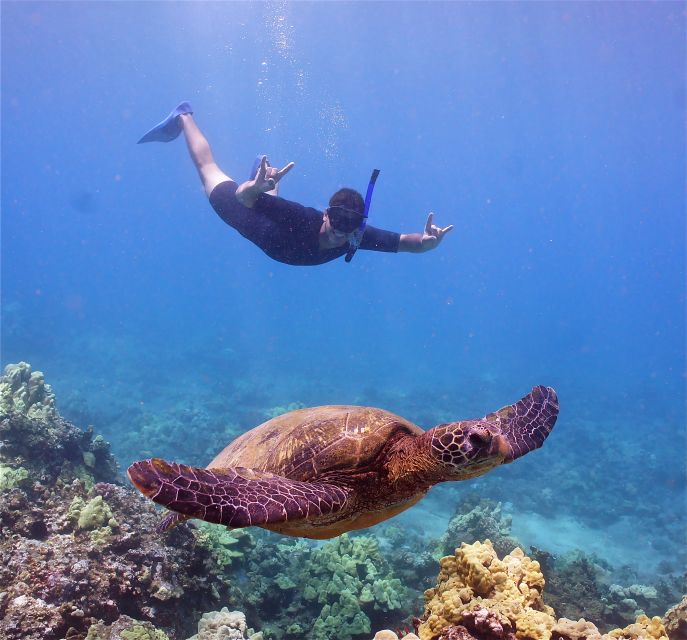 From Ma'alaea: AM Turtle Town Snorkel Aboard Quicksilver - Snorkeling at Makena, Turtle Town, or Coral Gardens