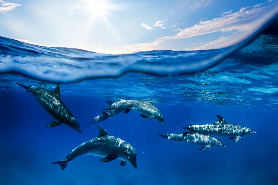 From Ma'alaea: AM Turtle Town Snorkel Aboard Quicksilver - Lunch, drinks, and the trip home