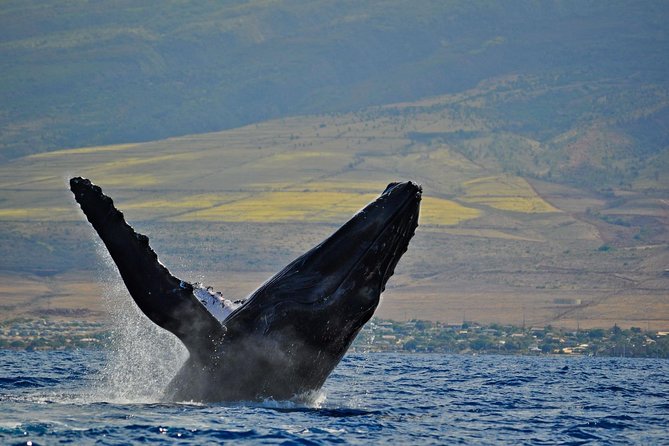 From Ma'alaea Harbor, Maui: Whale Watch Cruise Aboard Malolo - Hearing whale songs through the hydrophones