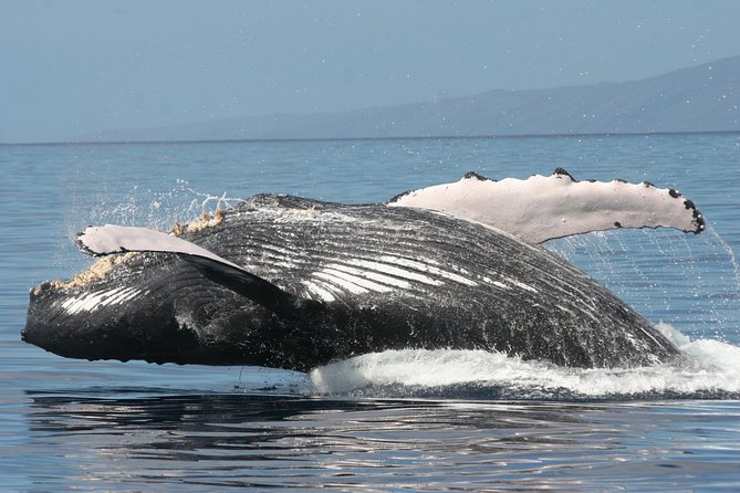 From Ma'alaea Harbor, Maui: Whale Watch Cruise Aboard Malolo - Is $59.95 a good value?