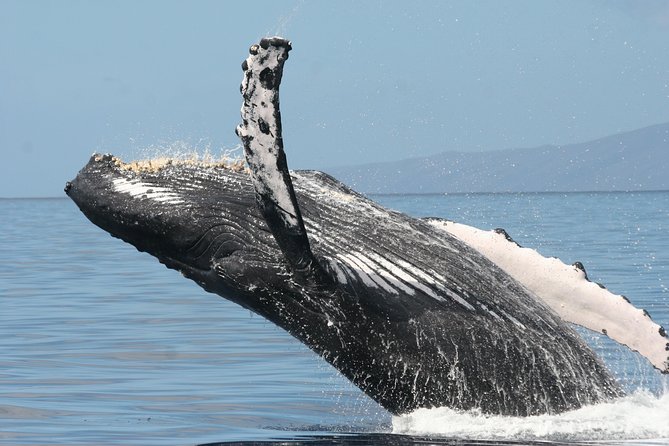 From Ma'alaea Harbor, Maui: Whale Watch Cruise Aboard Malolo - Why Maui’s humpback season matters