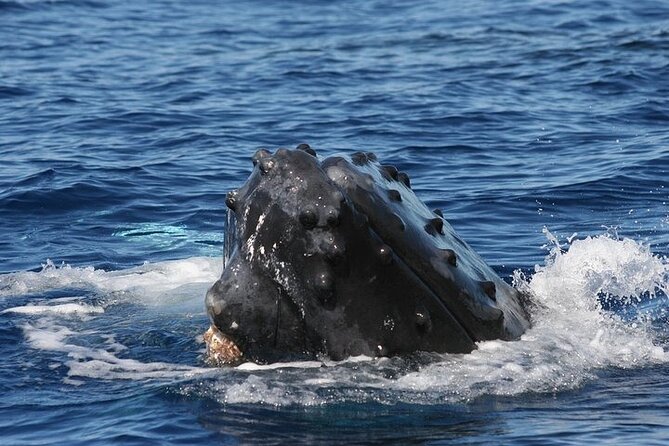 From Ma'alaea Harbor: Sunset Whale Watch Tour Aboard the Malolo - Malolo or Quicksilver, and why that distinction matters