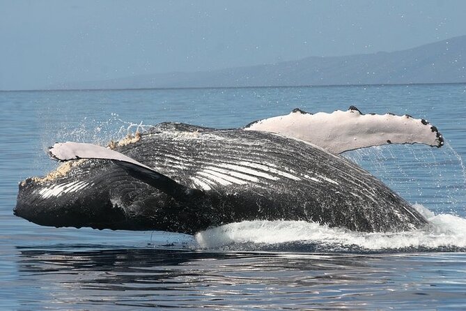 From Ma'alaea Harbor: Sunset Whale Watch Tour Aboard the Malolo - What the sunset timing adds