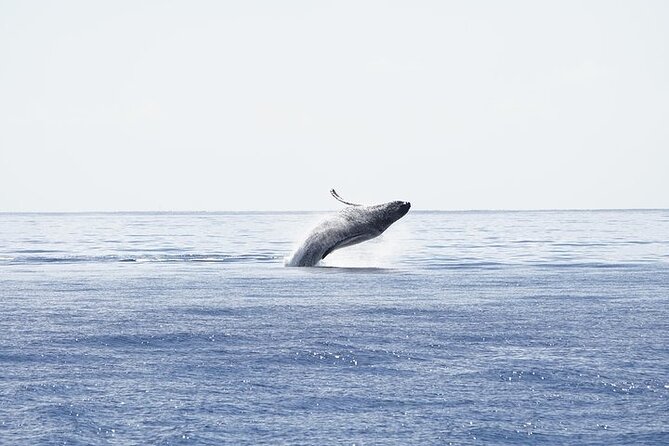 From Ma'alaea Harbor: Sunset Whale Watch Tour Aboard the Malolo - Drinks are included, but keep expectations modest
