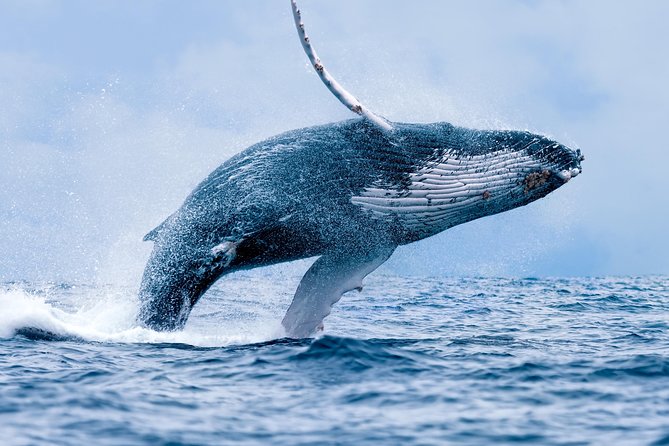 From Ma'alaea Harbor: Whale Watch Cruise Aboard the Malolo - Why Maui’s Whale Season Makes This Two Hours Worthwhile