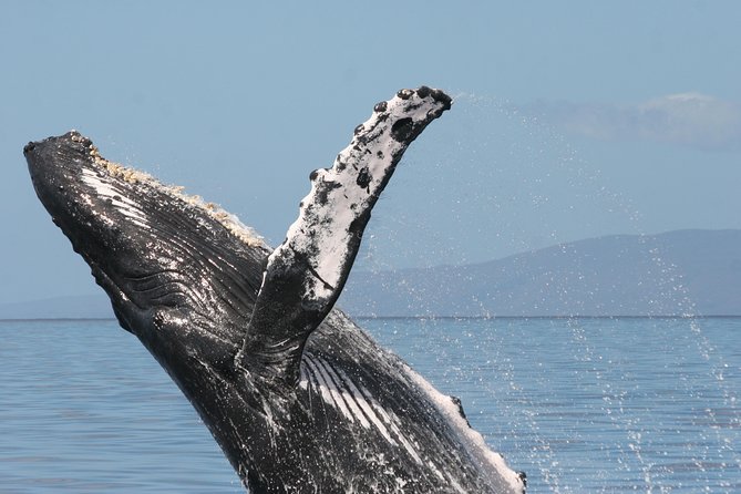 From Ma'alaea Harbor: Whale Watch Cruise Aboard the Malolo - Leaving Maalaea Harbor at 3:30 p.m.
