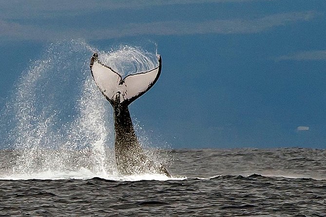 From Ma'alaea Harbor: Whale Watch Cruise Aboard the Malolo - Drinks, Shade, and What to Bring