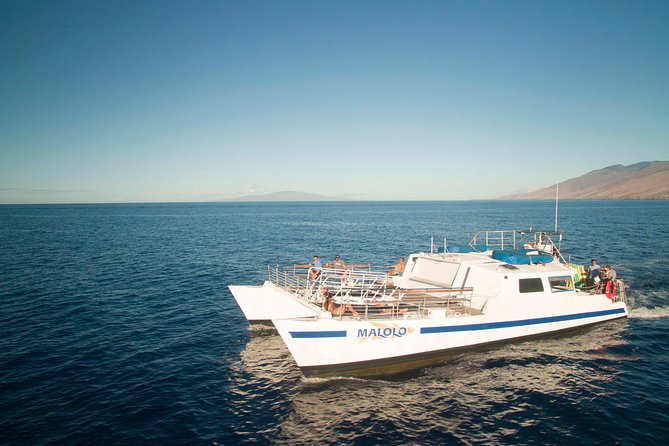 From Ma'alaea Harbor: Whale Watch Cruise Aboard the Malolo - Is $49.95 a Good Maui Deal?