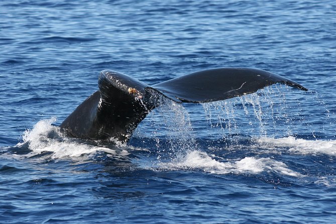 From Ma'alaea Harbor: Whale Watch Cruise Aboard the Malolo - Timing, Cancellations, and Small Practical Details