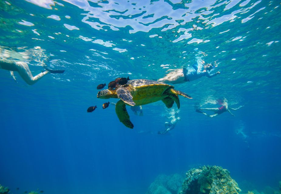 From Maalaea: Turtle Town 3-Hour Snorkel and Sail Adventure - Key points to know before booking