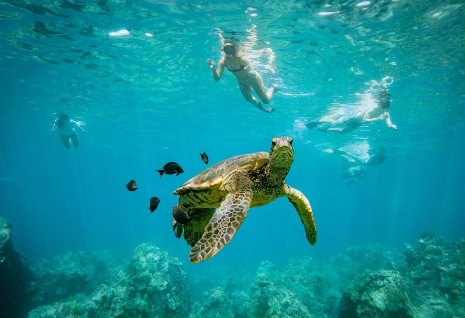 From Maalaea: Turtle Town 3-Hour Snorkel and Sail Adventure - Turtle Town and Maui’s reef life