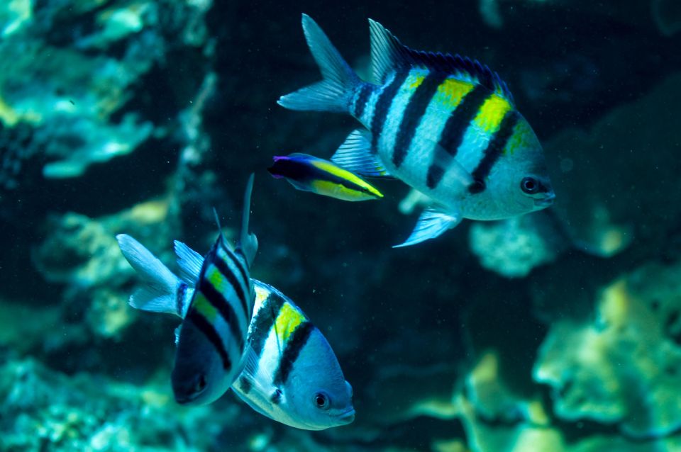 From Maalaea: Turtle Town 3-Hour Snorkel and Sail Adventure - Coral Garden and Olowalu Reef as alternate stops