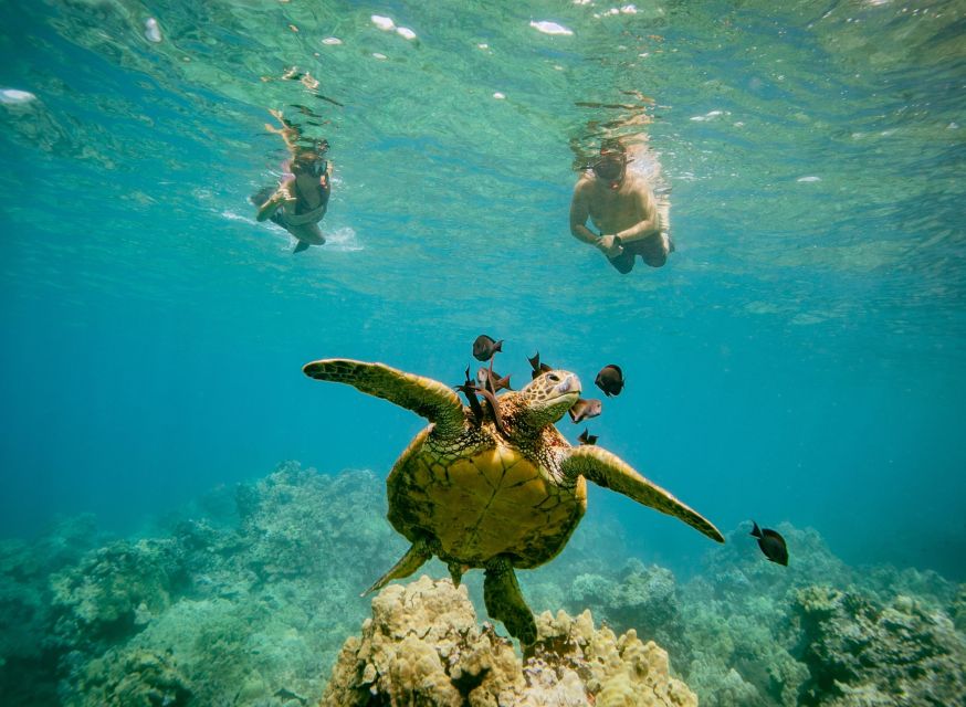 From Maalaea: Turtle Town 3-Hour Snorkel and Sail Adventure - Who will enjoy this trip most
