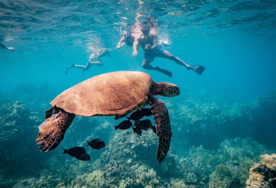 From Maalaea: Turtle Town 3-Hour Snorkel and Sail Adventure - Choosing between the 9 a.m. and 1 p.m. sail