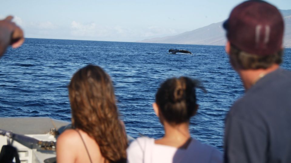 From Maalaea: Whale Watching Catamaran Cruise with Drinks - Booking, cancellation, and what to bring