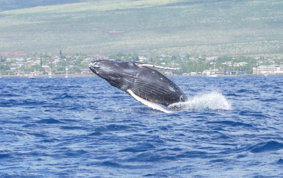 From Maalaea: Whale Watching Catamaran Cruise with Drinks - Why Maalaea is a smart starting point for whale watching