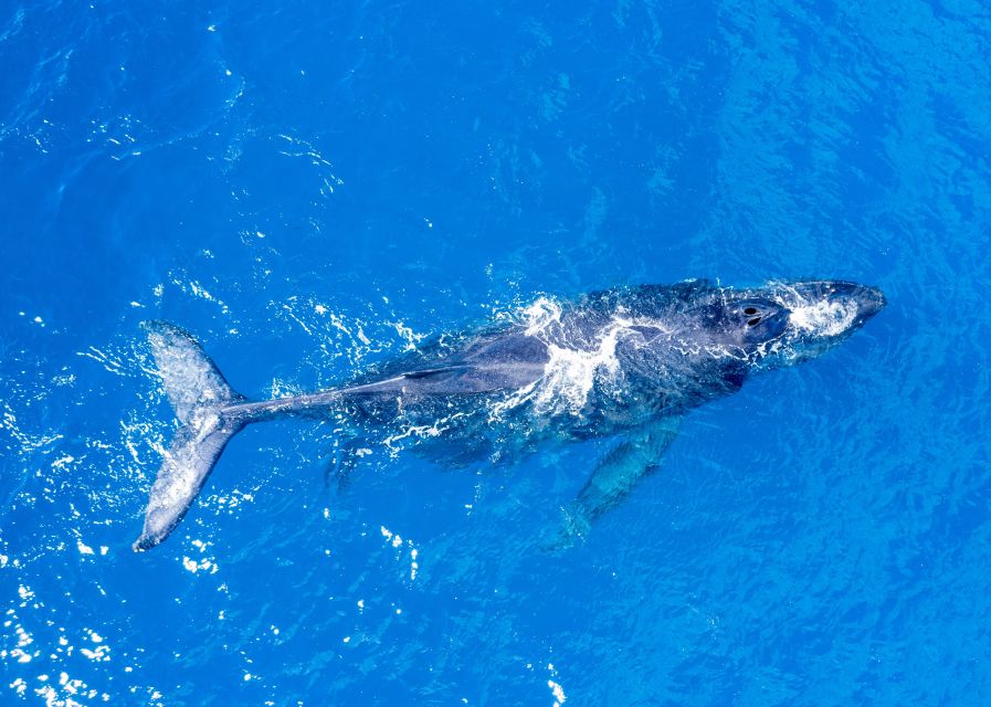 From Maalaea: Whale Watching Catamaran Cruise with Drinks - The 90-minute search for Maui’s humpbacks